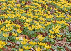 Winterlinge   Wanderung Im Jenaer Rautal 2020 0006
